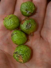   Fruits:   Clarisia biflora ; Photo by R.B. Foster, Field Museum of Natural History
